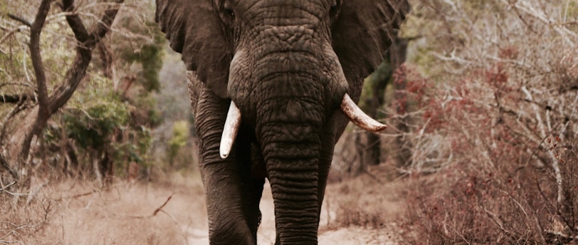 South Africa's Sought-After Spots: The 10 Must-Go Places, from Kruger National Park to Cape Town's V&amp;A Waterfront